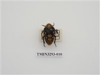 藏品(北埔陷紋金龜)的圖片